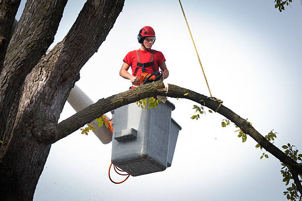 Tree Root Removal in Hoover, AL